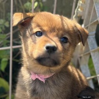 とても愛らしいお顔のココアちゃん