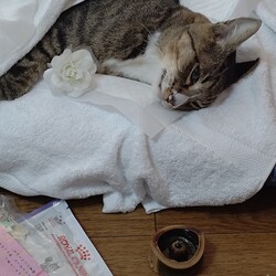 虹の橋を渡りました。