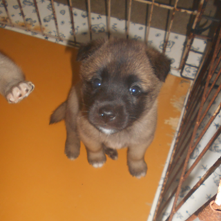 人懐っこいゴン君