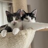 【12/7三田】お膝大好き甘えん坊三毛＆黒白 サムネイル4