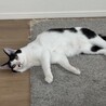 【12/7三田】お膝大好き甘えん坊三毛＆黒白 サムネイル6