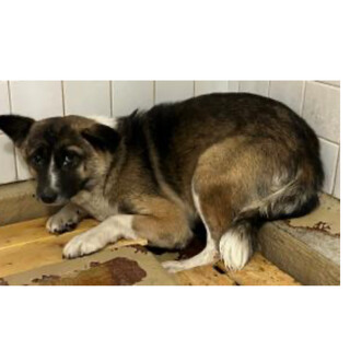 殺処分対象❗️収容期限11/18迄❗️延長なし