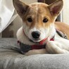 板垣君によく似ているつぶらな瞳の仔犬 サムネイル2