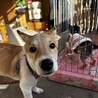 板垣君によく似ているつぶらな瞳の仔犬 サムネイル4