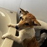 板垣君によく似ているつぶらな瞳の仔犬 サムネイル7