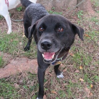 お散歩大好き！ビビリだけど、無邪気で優しい甘えた君