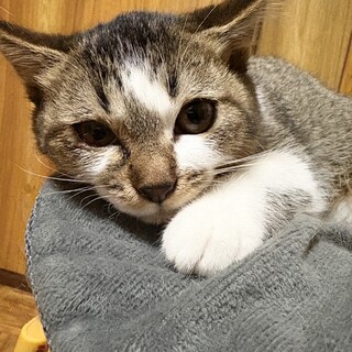 三兄妹♥おっとりマイペース♥可愛いメイちゃん