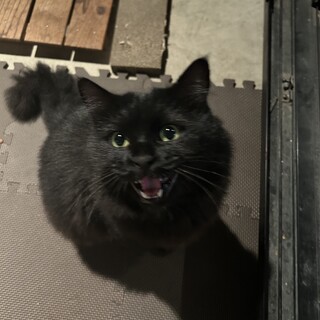 黒猫3 キジ白＆黒猫3兄妹センタ」山口県 - 猫の里親募集(284553