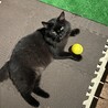 人懐こさ抜群の黒猫くん サムネイル2