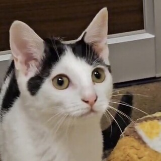 甘え子で自分からお膝に乗ってくれる美少女アル姫