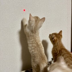 ライトのおもちゃで