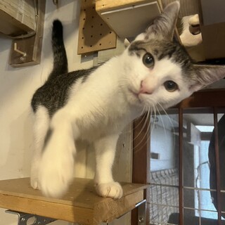 オスの雑種です可愛がってくださる里親さん大募集