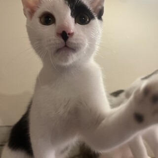 オスの雑種です可愛がってくださる里親さん大募集