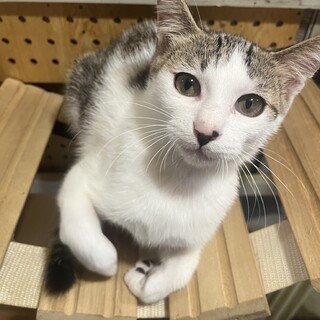 オスの雑種です可愛がってくださる里親さん大募集