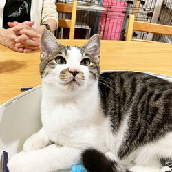 保護ねこ譲渡会 サムネイル2