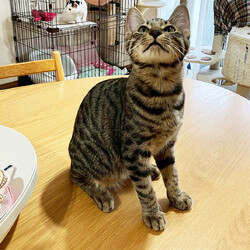 保護ねこ譲渡会 サムネイル3