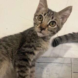 オスの雑種です可愛がってくださる里親さん大募集