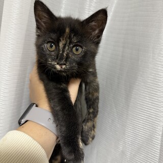 黒さび女の子生後２ヶ月