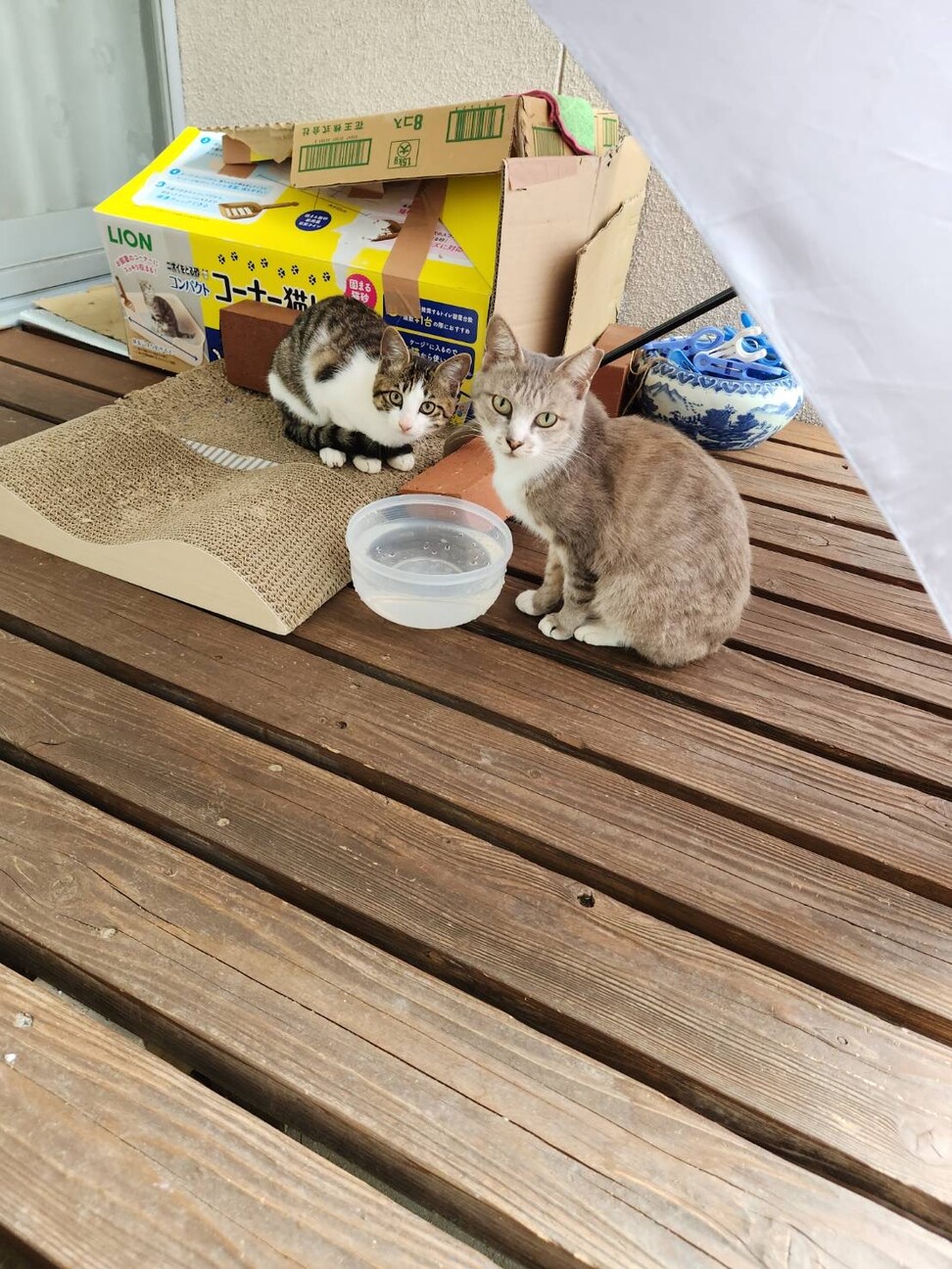 小さいママです。避妊済。甘えてよく鳴いてます♡ サムネイル2