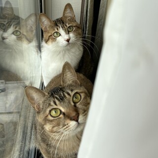 【4/19恵比寿】甘えん坊になりそうな予感美猫姉妹