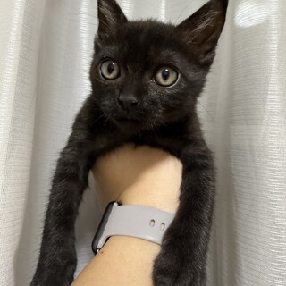 真っ黒くろすけの男の子生後2ヶ月