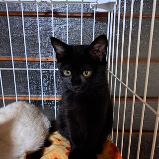 ふわふわ黒猫ちゃん