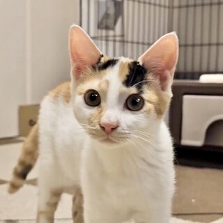 自分からお膝に乗って来る甘え上手な美少女の夢姫