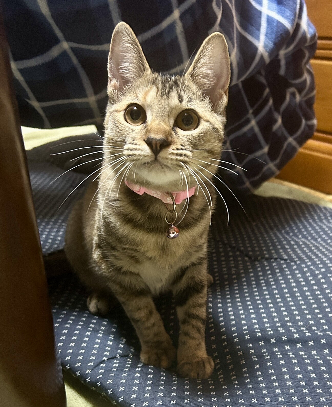 綺麗な麦わら柄の女の子☆あかり サムネイル1