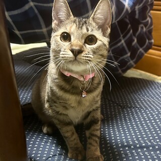 綺麗な麦わら柄の女の子☆あかり