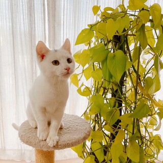 5ヶ月◼️去勢チップ済み◼️白