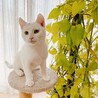 5ヶ月◼️去勢チップ済み◼️白 サムネイル2