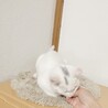 5ヶ月◼️去勢チップ済み◼️白 サムネイル6