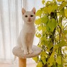 5ヶ月◼️去勢チップ済み◼️白 サムネイル3