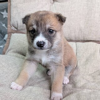 １ヶ月のかわいい「クルミちゃん」