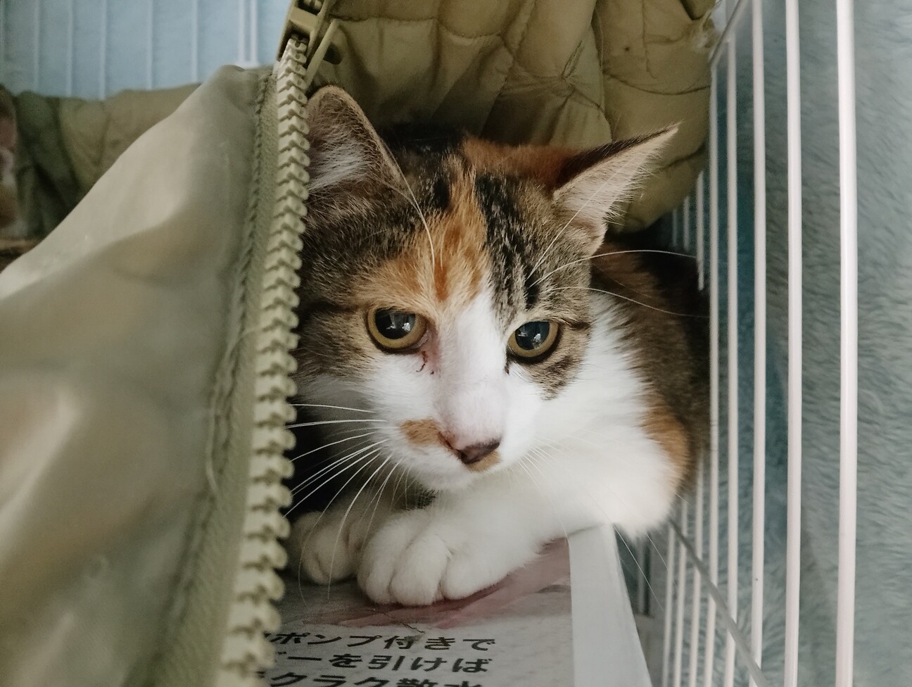 かわいい三毛猫♀ サムネイル1