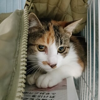 かわいい三毛猫♀