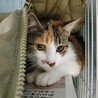 かわいい三毛猫♀ サムネイル1