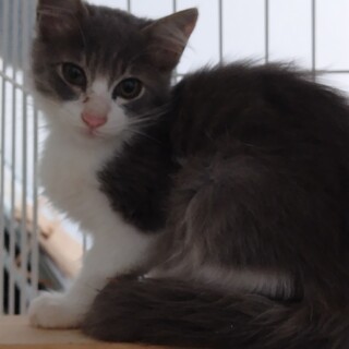 猫12匹の里親募集-灰色ふわちゃん♀