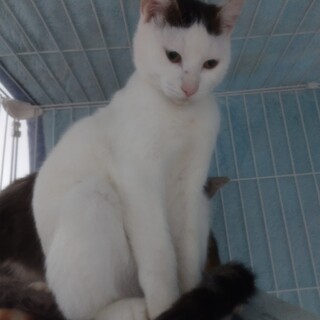 オデコちゃん柄が可愛い♀