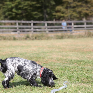 小柄　イングリッシュコッカー　メス