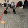小柄　イングリッシュコッカー　メス サムネイル2