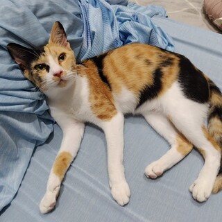 ふんばり親子猫 茶トラ ふんばり親子猫 茶トラ 【公式通販】