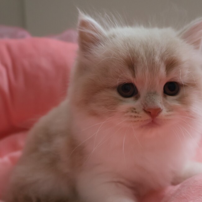 ゆゆみろのカバー写真