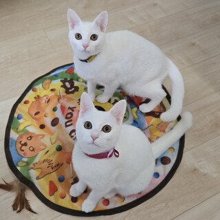 【2/22三田】初心者留守番OK甘えん坊白猫姉妹