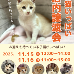 子猫の店内ふれあい譲渡会
