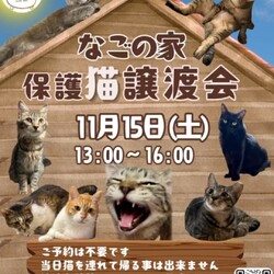 なごの家保護猫譲渡会inなごの家