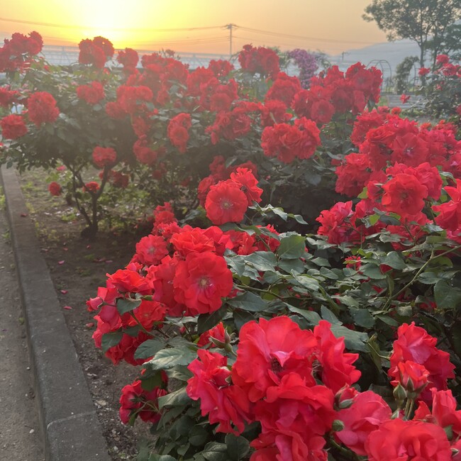 綾HN3のカバー写真