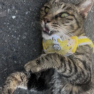 この子を助けてください。