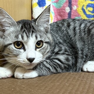 三兄妹♥好奇心旺盛なハクくん♡