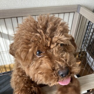 元気な1歳くらいのトイプー